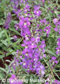 Angelonia angustifolia 'Blue Pacific'